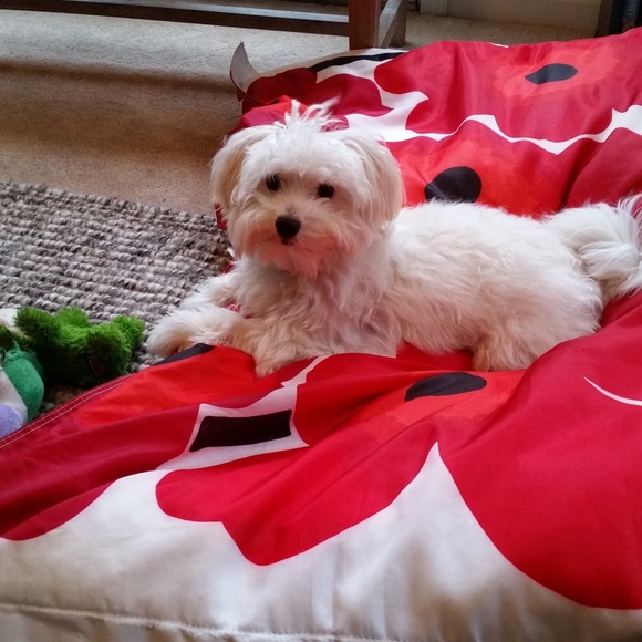 Meet your Posher, Laura - Picture 2 of 3